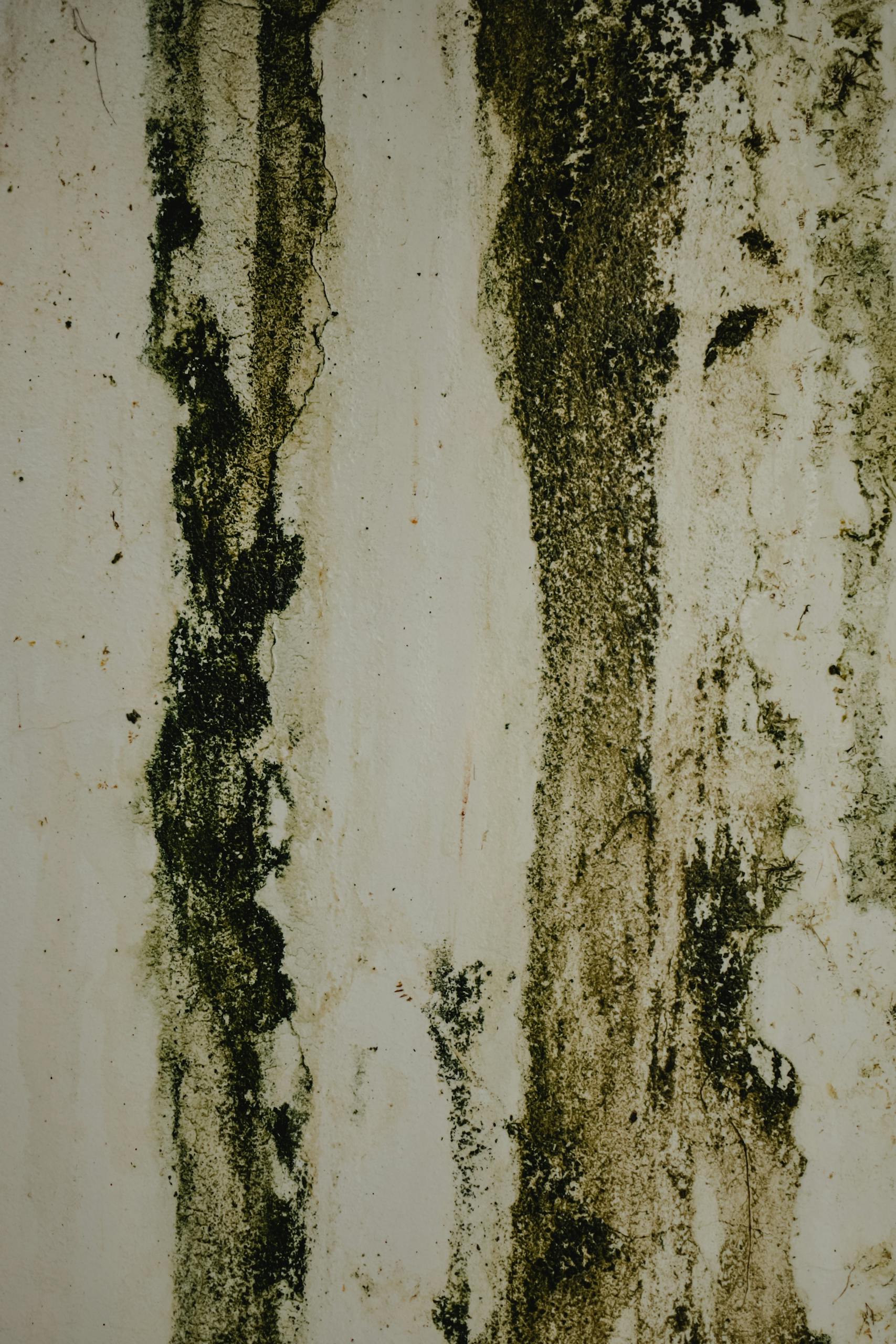 Abstract image showing a stained, textured surface with natural patterns and earthy tones.